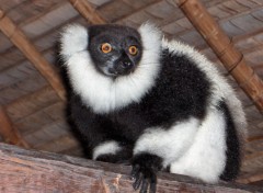 Fonds d'cran Animaux Lmurien  Madagascar