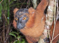 Fonds d'cran Animaux Lmurien  Madagascar (2)