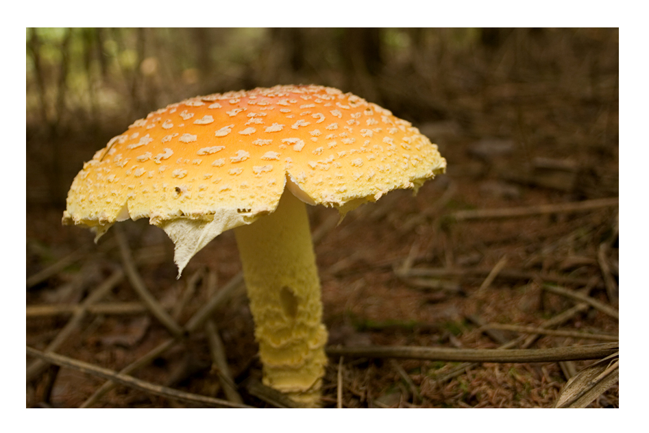 Fonds d'cran Nature Champignons La chasse  au champignons !