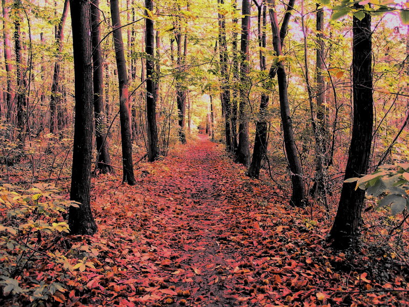 Fonds d'cran Nature Arbres - Forts fort du val d'oise