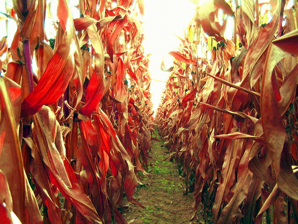 Wallpapers Nature Fields champ de mas