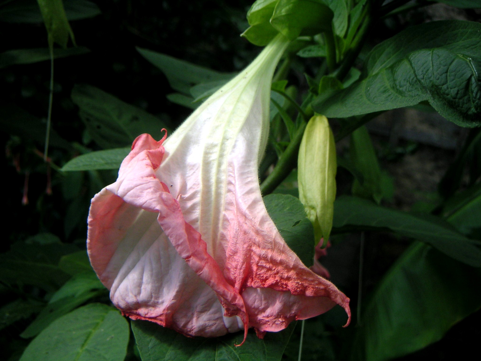 Fonds d'cran Nature Fleurs 