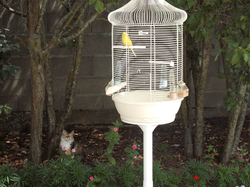 Fonds d'cran Animaux Chats - Chatons le chat et l'oiseau