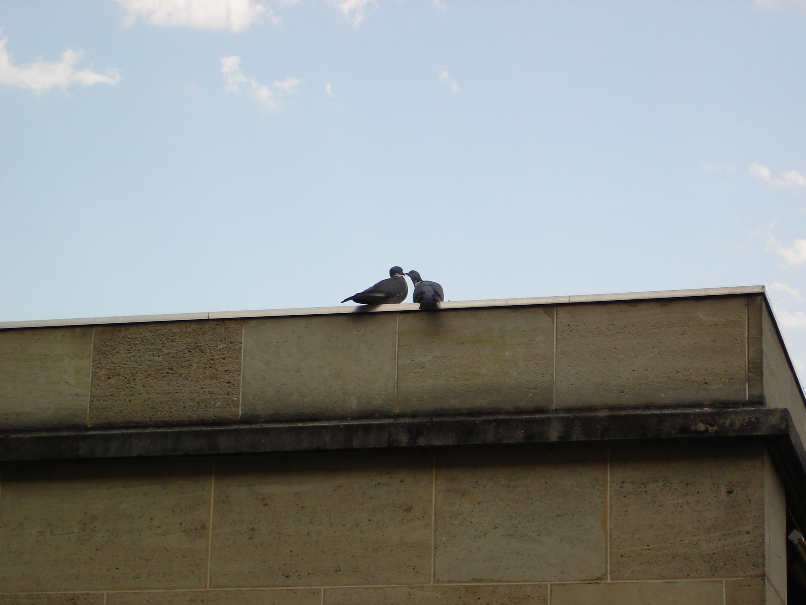 Fonds d'cran Animaux Oiseaux - Pigeons et Tourterelles Bisoux de printemps