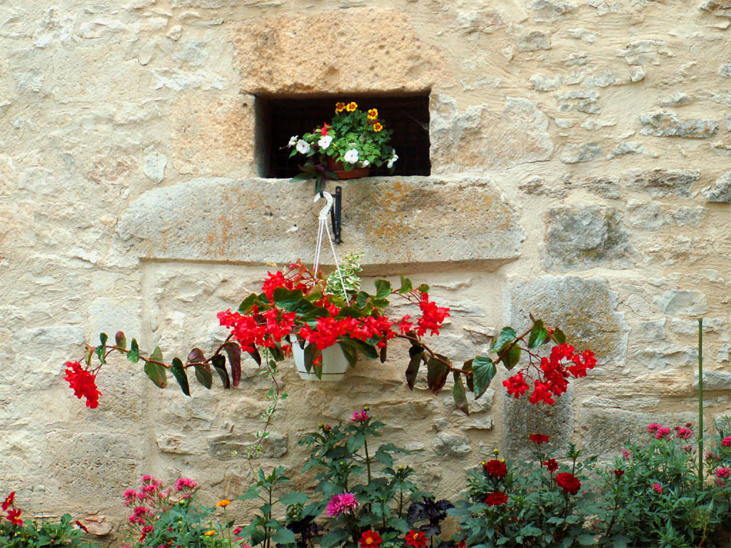 Fonds d'cran Nature Fleurs fleur rouge