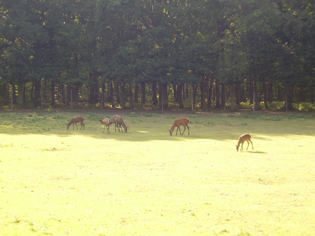 Fonds d'cran Animaux Cervidés 