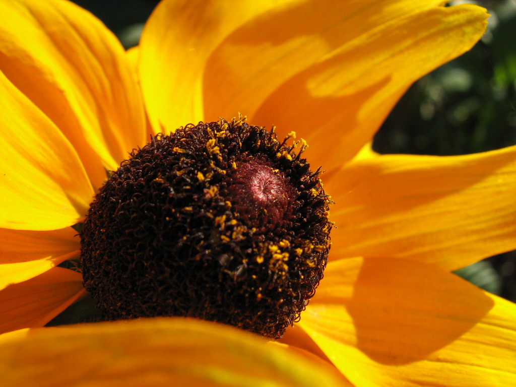 Wallpapers Nature Flowers Une fleur en gros