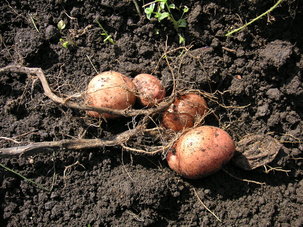 Fonds d'cran Nature Lgumes  pomme de terre