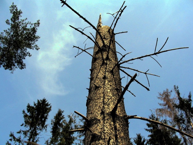 Wallpapers Nature Trees - Forests arbre (alsace)