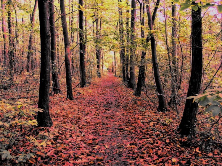 Fonds d'cran Nature Arbres - Forts fort du val d'oise