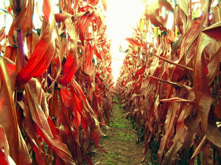 Wallpapers Nature Fields champ de mas