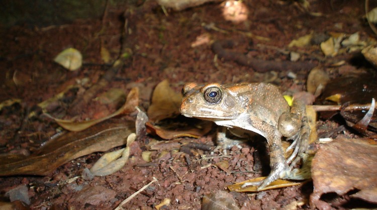 Fonds d'cran Animaux Grenouilles - Crapauds pose pour la photo