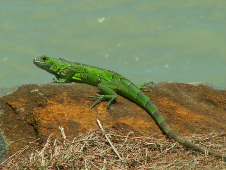 Fonds d'cran Animaux Lzards - Iguanes Iguane