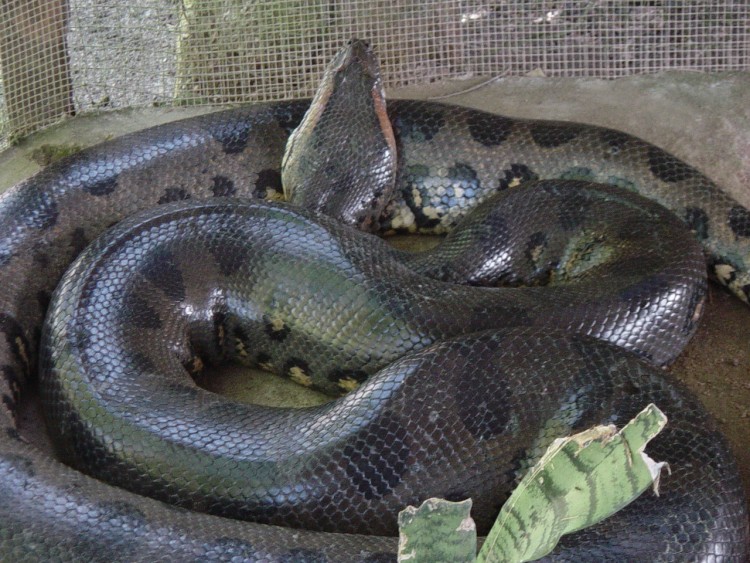 Fonds d'cran Animaux Serpents Anaconda de Guyane