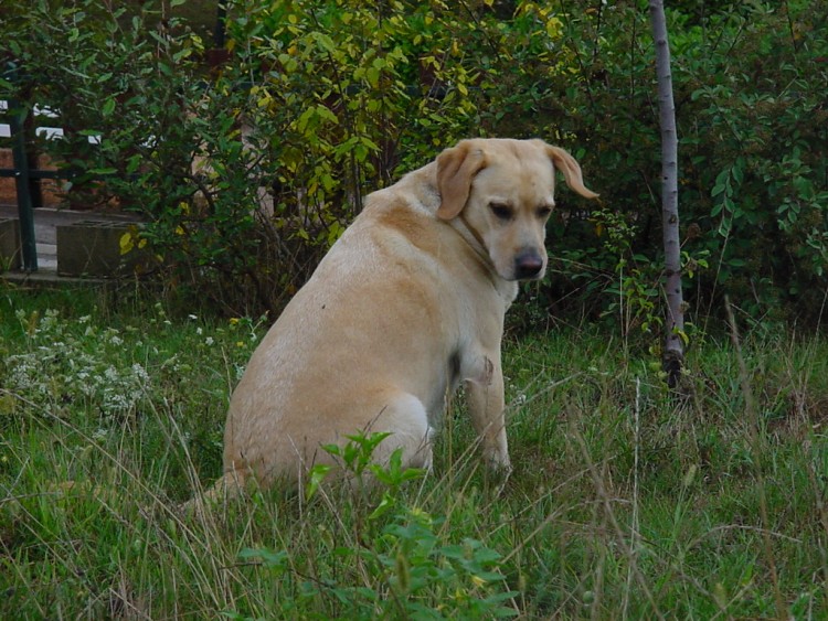 Fonds d'cran Animaux Chiens blonde en mouvement