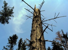 Wallpapers Nature arbre (alsace)