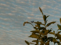 Fonds d'cran Animaux De fleur en fleur