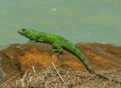 Fonds d'cran Animaux Iguane