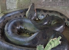 Fonds d'cran Animaux Anaconda de Guyane