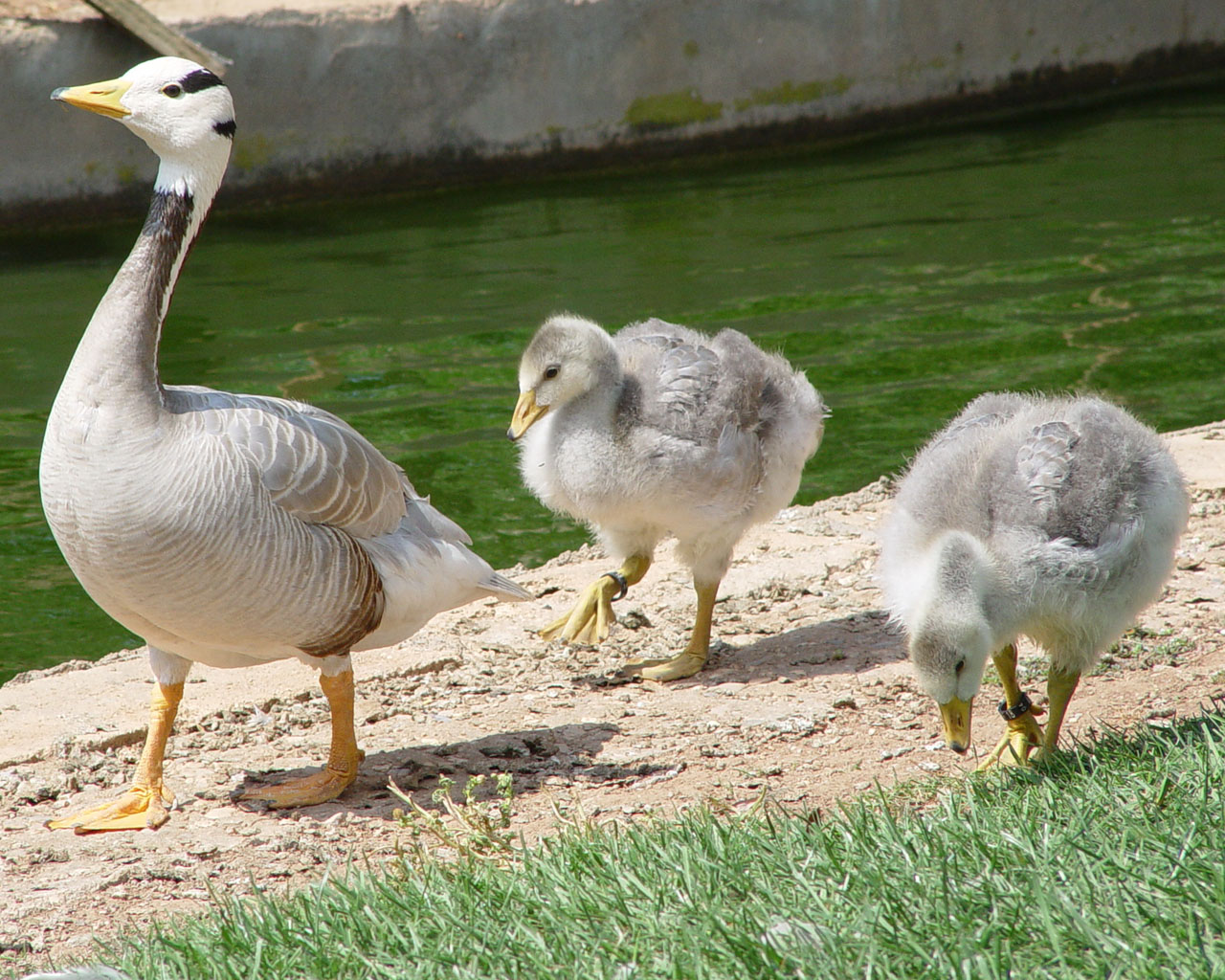 Fonds d'cran Animaux Oiseaux - Canards 