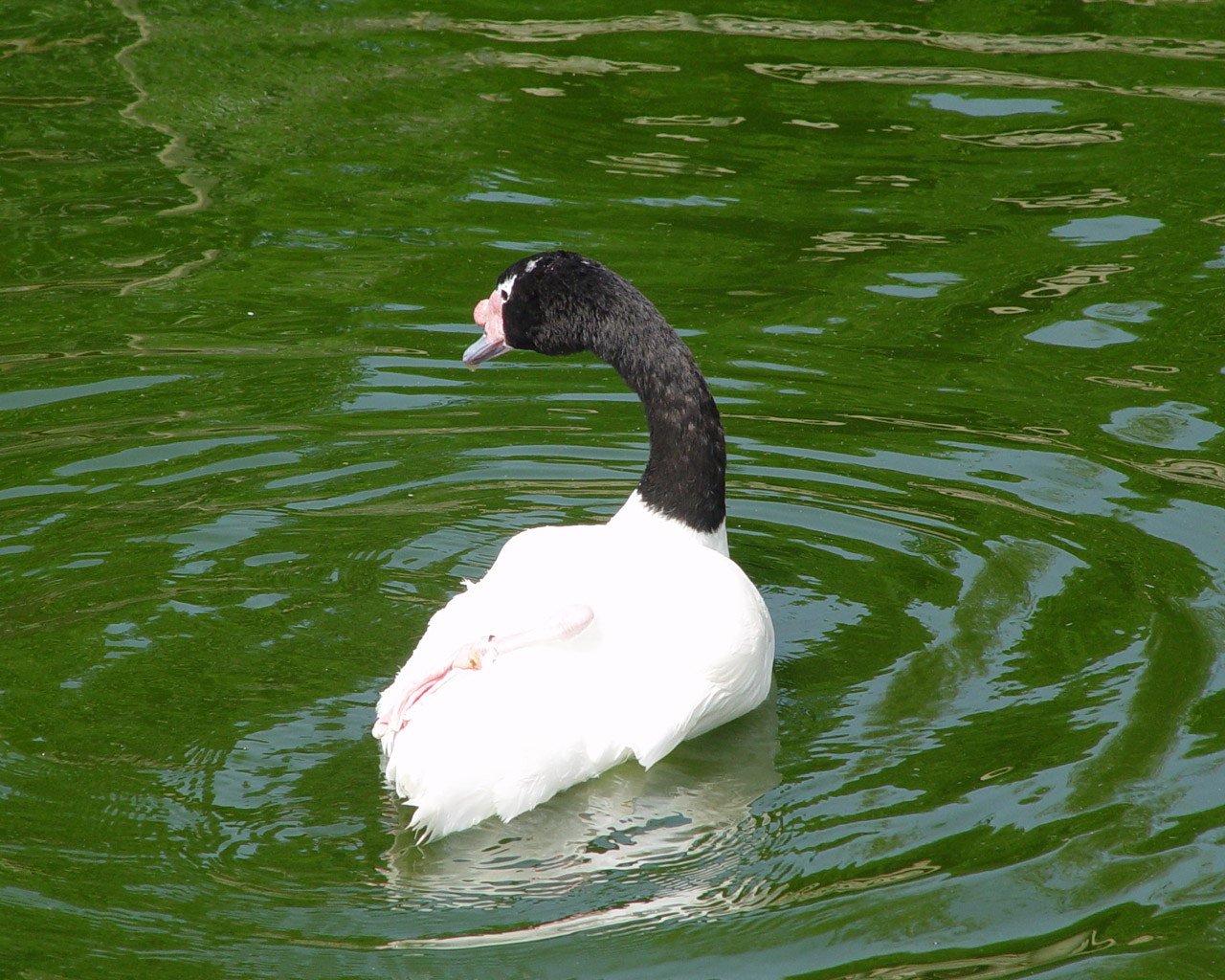 Fonds d'cran Animaux Oiseaux - Canards 