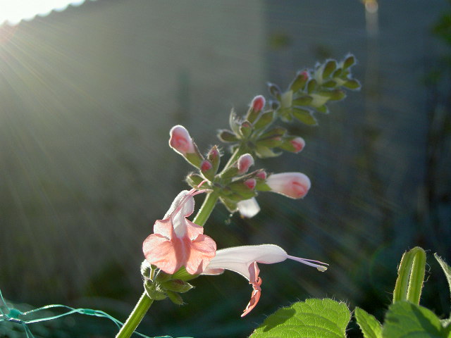 Fonds d'cran Nature Fleurs 