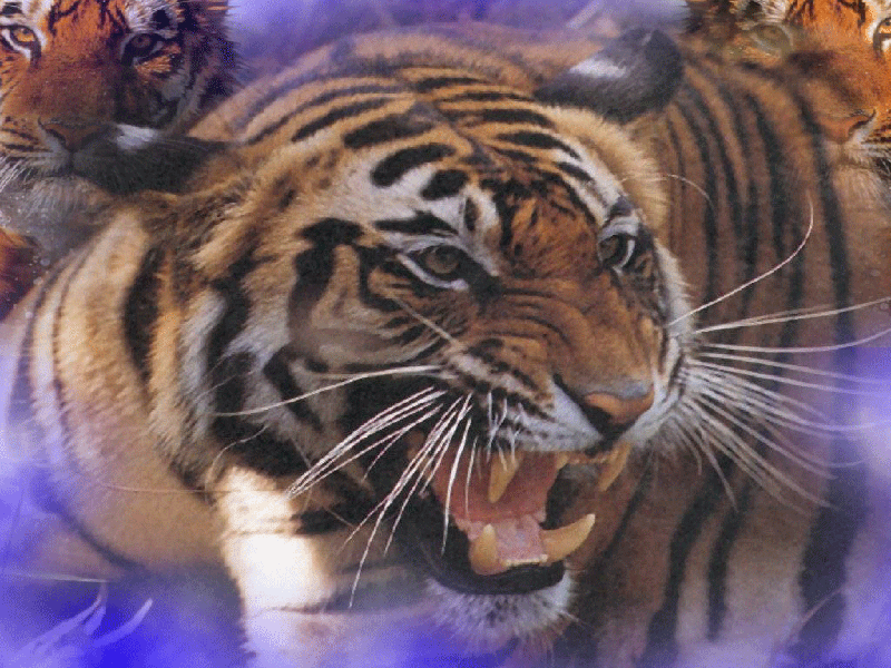 Wallpapers Animals Felines - Tigers tigre