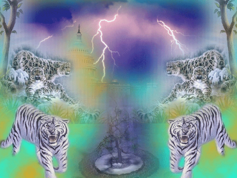 Wallpapers Animals Felines - Tigers tigre