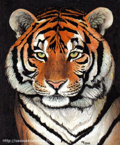 Fonds d'cran Art - Crayon Animaux - Flins Tigre de Sibrie