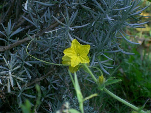 Wallpapers Nature Flowers fleur de cornichon