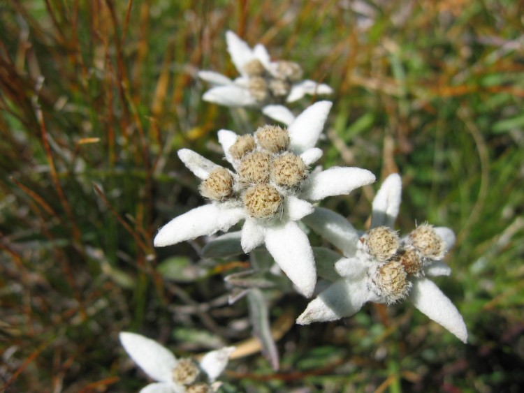 Wallpapers Nature Flowers Edelweiss