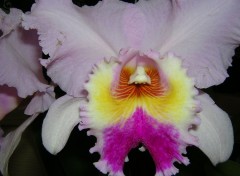 Fonds d'cran Nature orchide