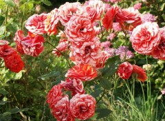 Fonds d'cran Nature Roses!!