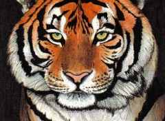 Wallpapers Art - Pencil Tigre de Sibrie