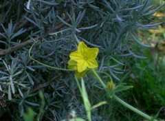 Wallpapers Nature fleur de cornichon