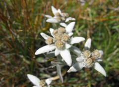 Wallpapers Nature Edelweiss