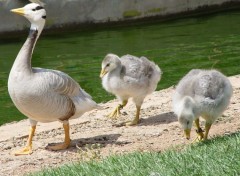 Fonds d'cran Animaux Image sans titre N114899