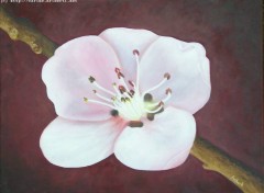 Fonds d'cran Art - Peinture Fleur de pch ( http://carine.ariberti.net )