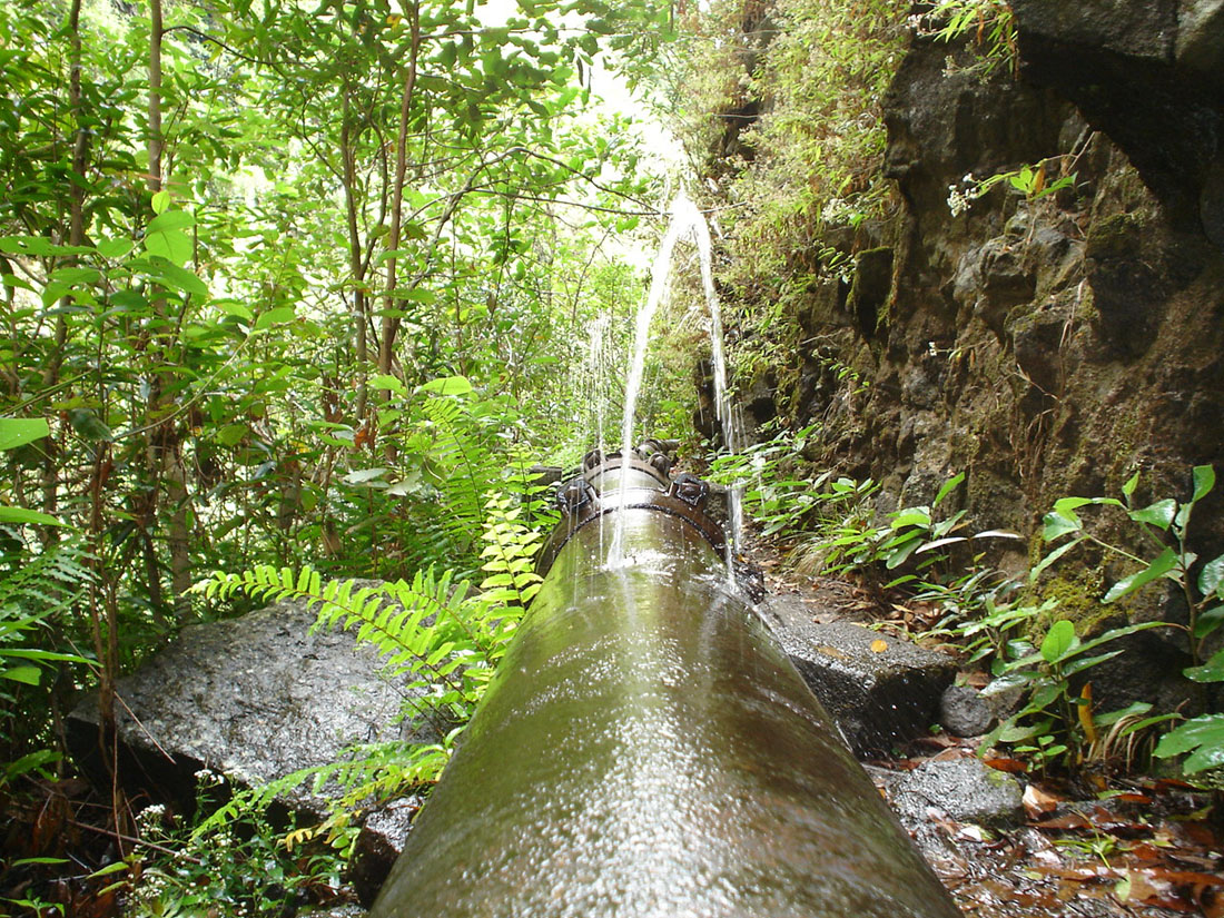 Fonds d'cran Nature Arbres - Forts tuyau trou