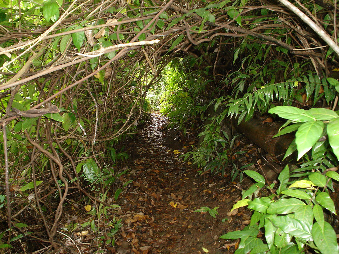 Wallpapers Nature Leaves - Foliage passage sous les branches