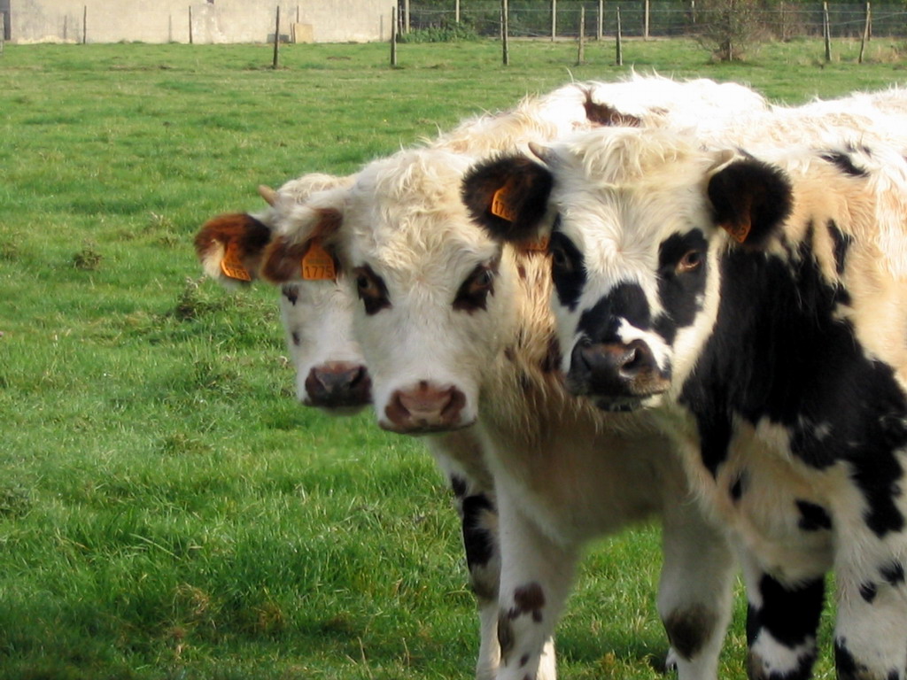 Fonds d'cran Animaux Vaches - Taureaux - Boeufs Vachement sympa non?