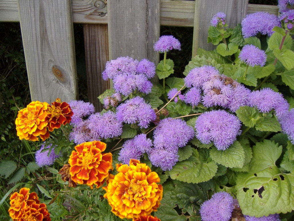 Fonds d'cran Nature Fleurs Douces violences