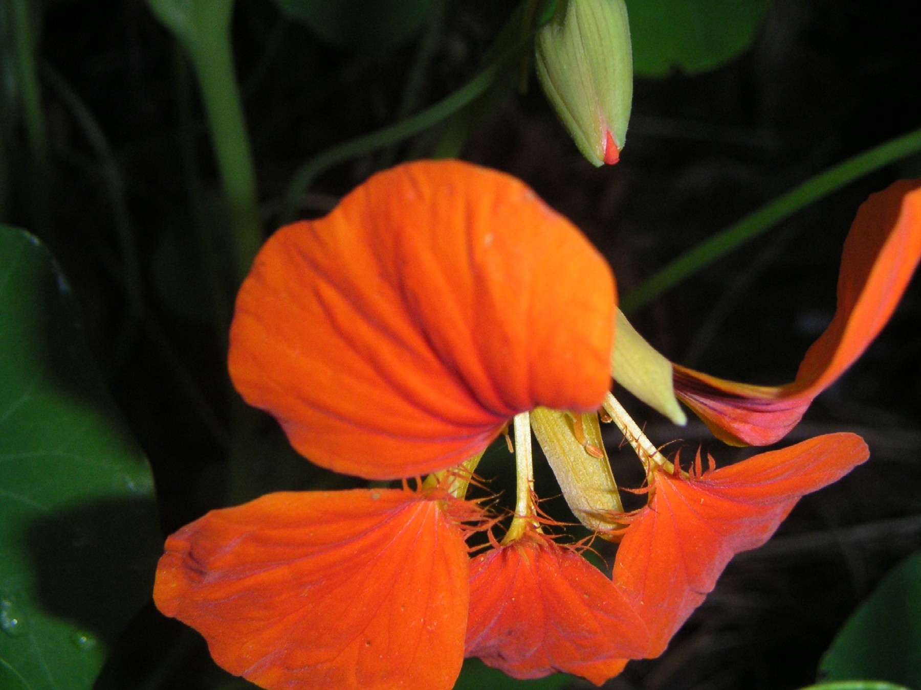 Fonds d'cran Nature Fleurs 