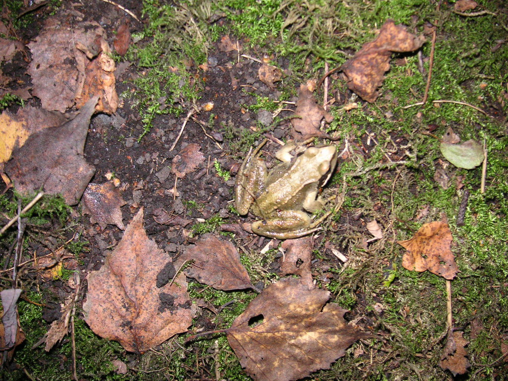 Wallpapers Animals Frogs - Toads grenouille verte