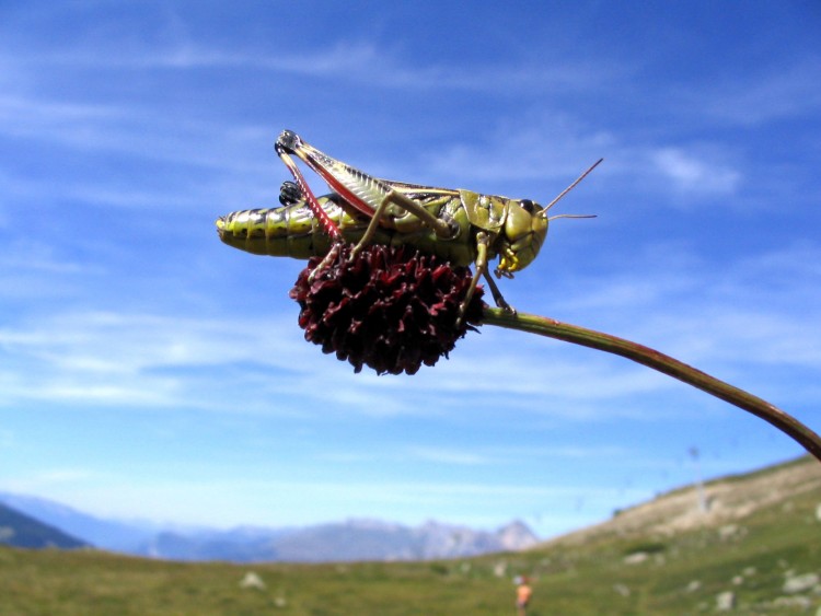 Wallpapers Animals Insects - Grasshoppers and Locusts sauterelle