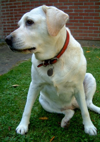 Fonds d'cran Animaux Chiens Chien, labrador