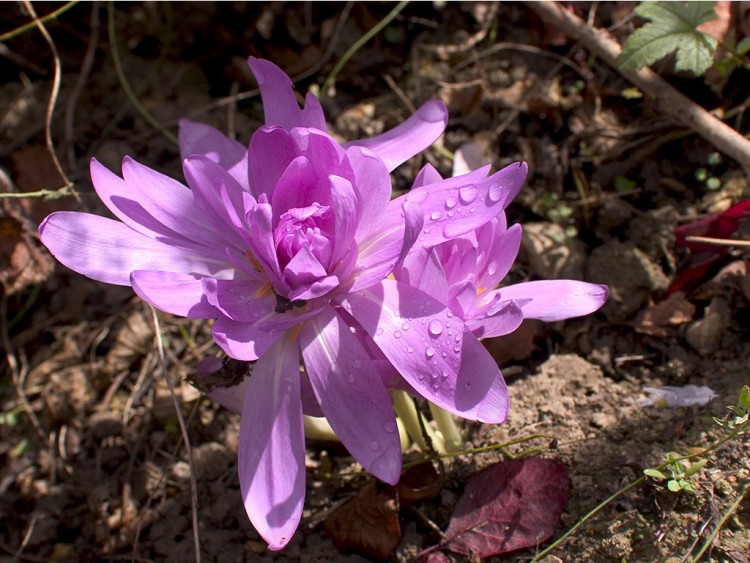 Fonds d'cran Nature Fleurs Colchiques 