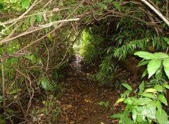 Wallpapers Nature passage sous les branches