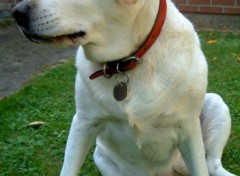 Fonds d'cran Animaux Chien, labrador