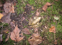 Fonds d'cran Animaux grenouille verte